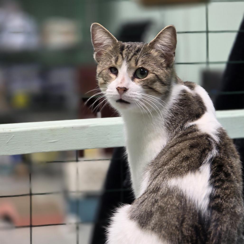 Enlarge 1025-03 Mr. Maple, a Adoptable Domestic Short Hair in Abingdon, MD image 5/6