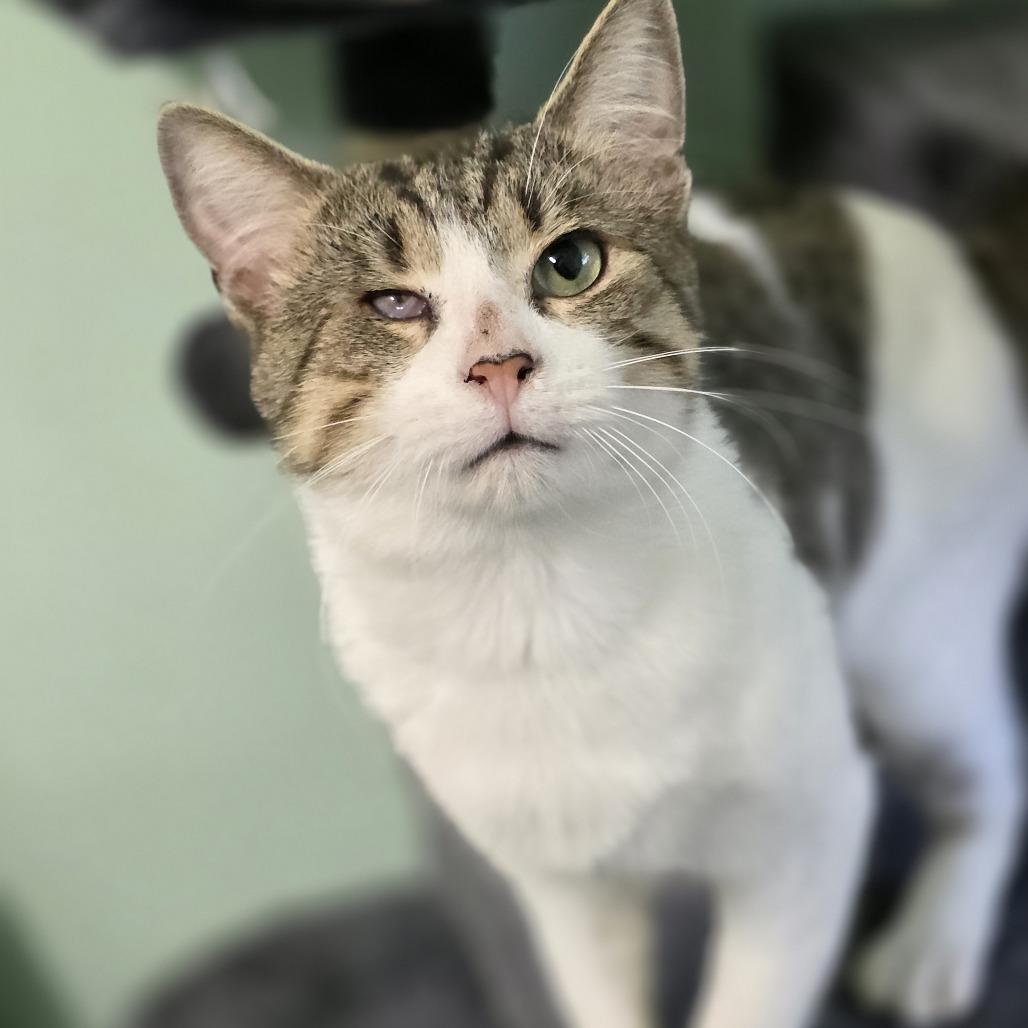 Enlarge 1025-03 Mr. Maple, a Adoptable Domestic Short Hair in Abingdon, MD image 6/6