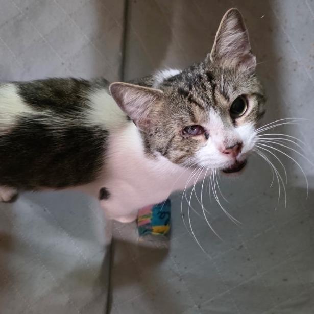 Enlarge 1025-03 Mr. Maple, a Adoptable Domestic Short Hair in Abingdon, MD image 4/6