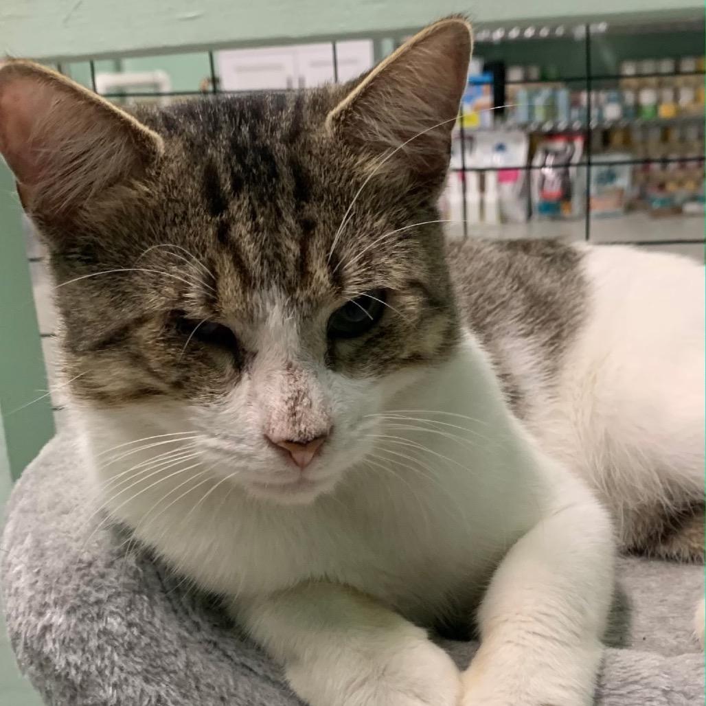 Enlarge 1025-03 Mr. Maple, a Adoptable Domestic Short Hair in Abingdon, MD image 5/6