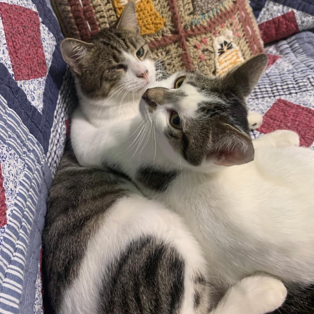 Enlarge 1025-03 Mr. Maple, a Adoptable Domestic Short Hair in Abingdon, MD image 6/6