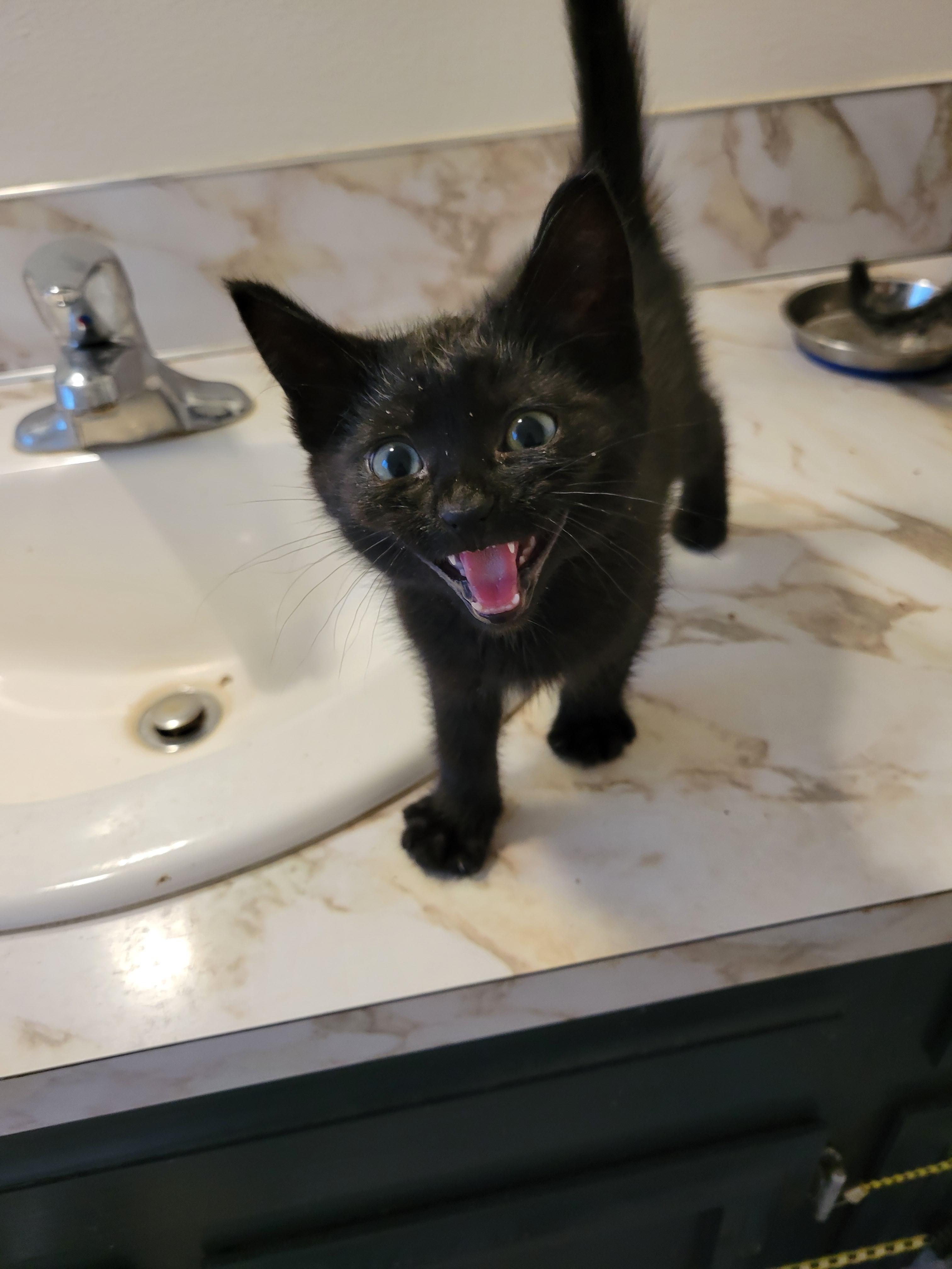 Enlarge Katsu, a Adoptable Domestic Short Hair in Newberg, OR image 1/1