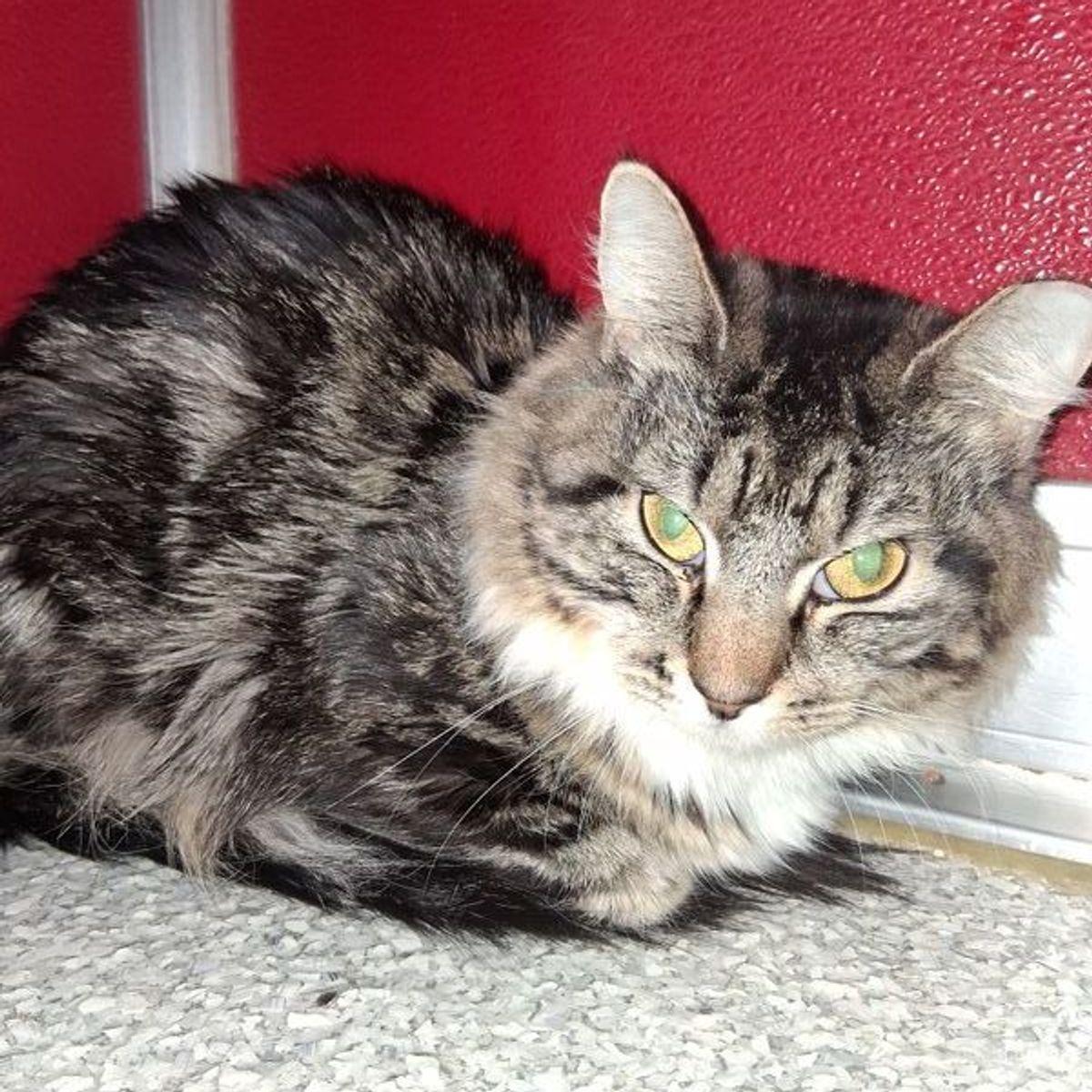 Kai, Adoptable, Adult Female Domestic Medium Hair.