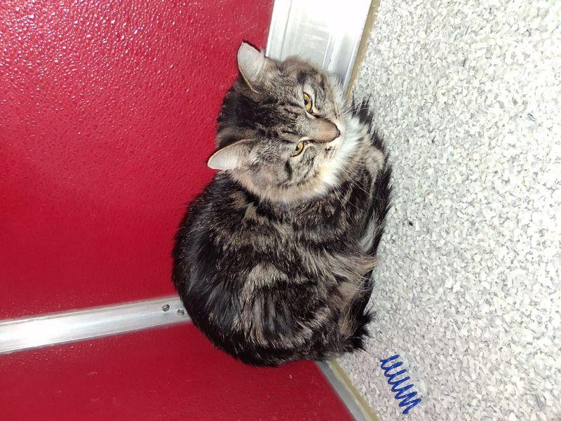 Enlarge Kai, a Adoptable Domestic Medium Hair in Lake Havasu City, AZ image 2/3