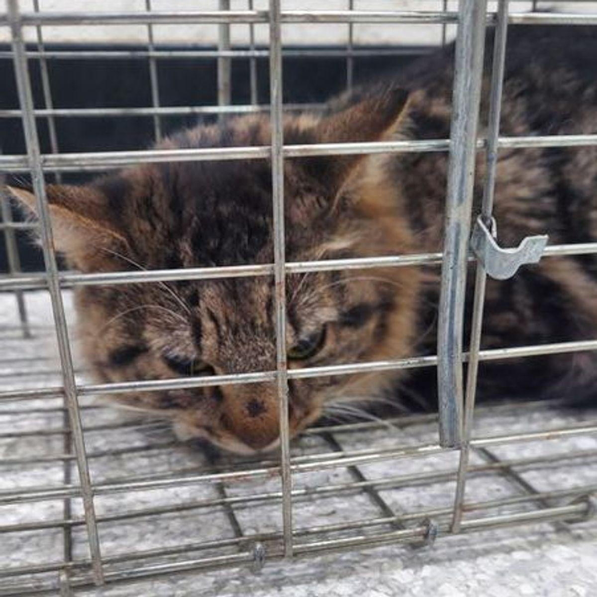 Kai, Adoptable, Adult Female Domestic Medium Hair.