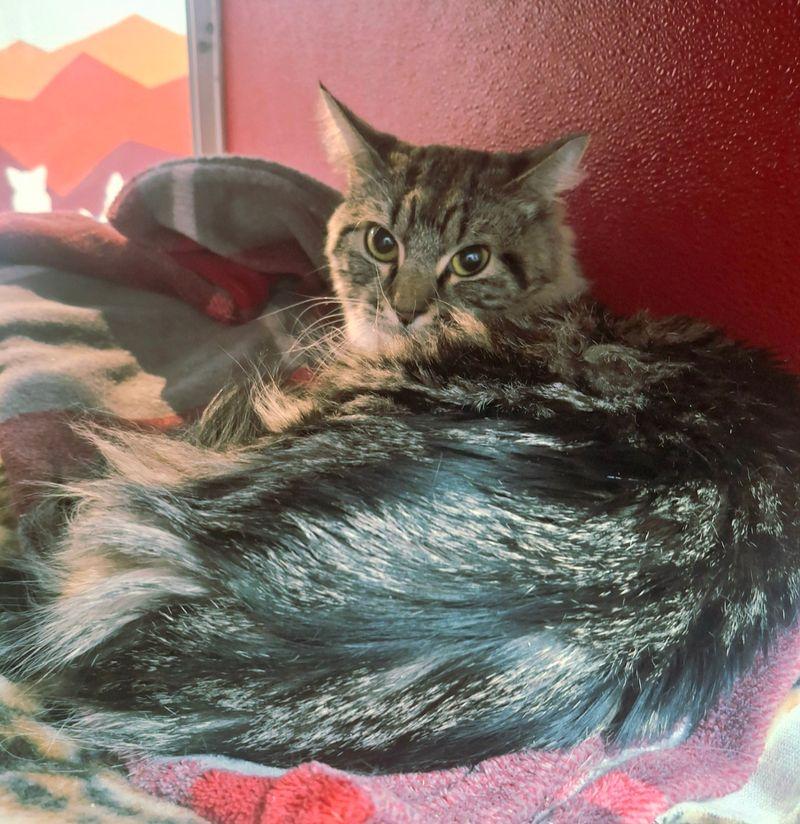 Enlarge Kai, a Adoptable Domestic Medium Hair in Lake Havasu City, AZ image 3/3