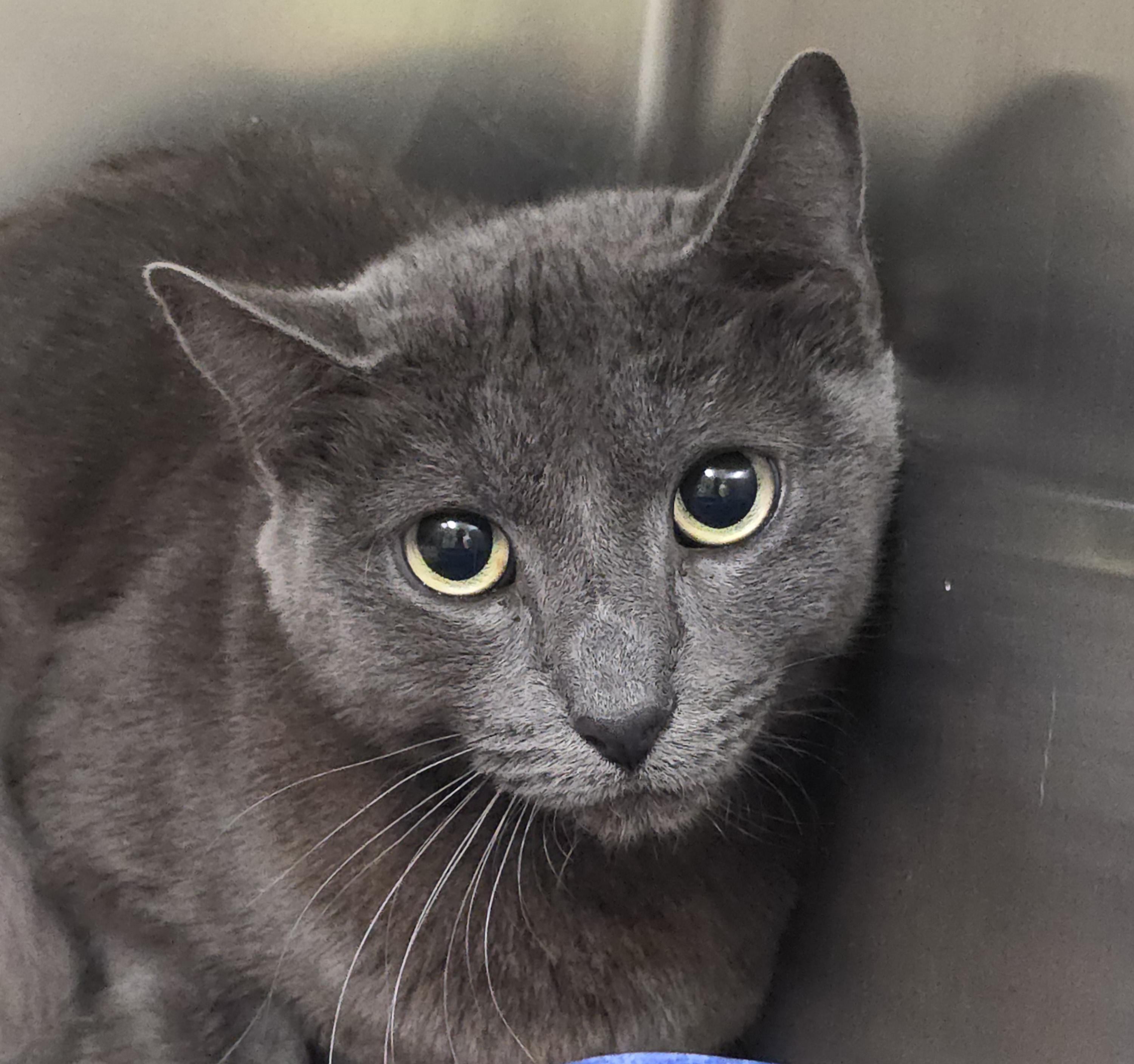 Thalia, ADOPTABLE, Adult Female Domestic Short Hair.