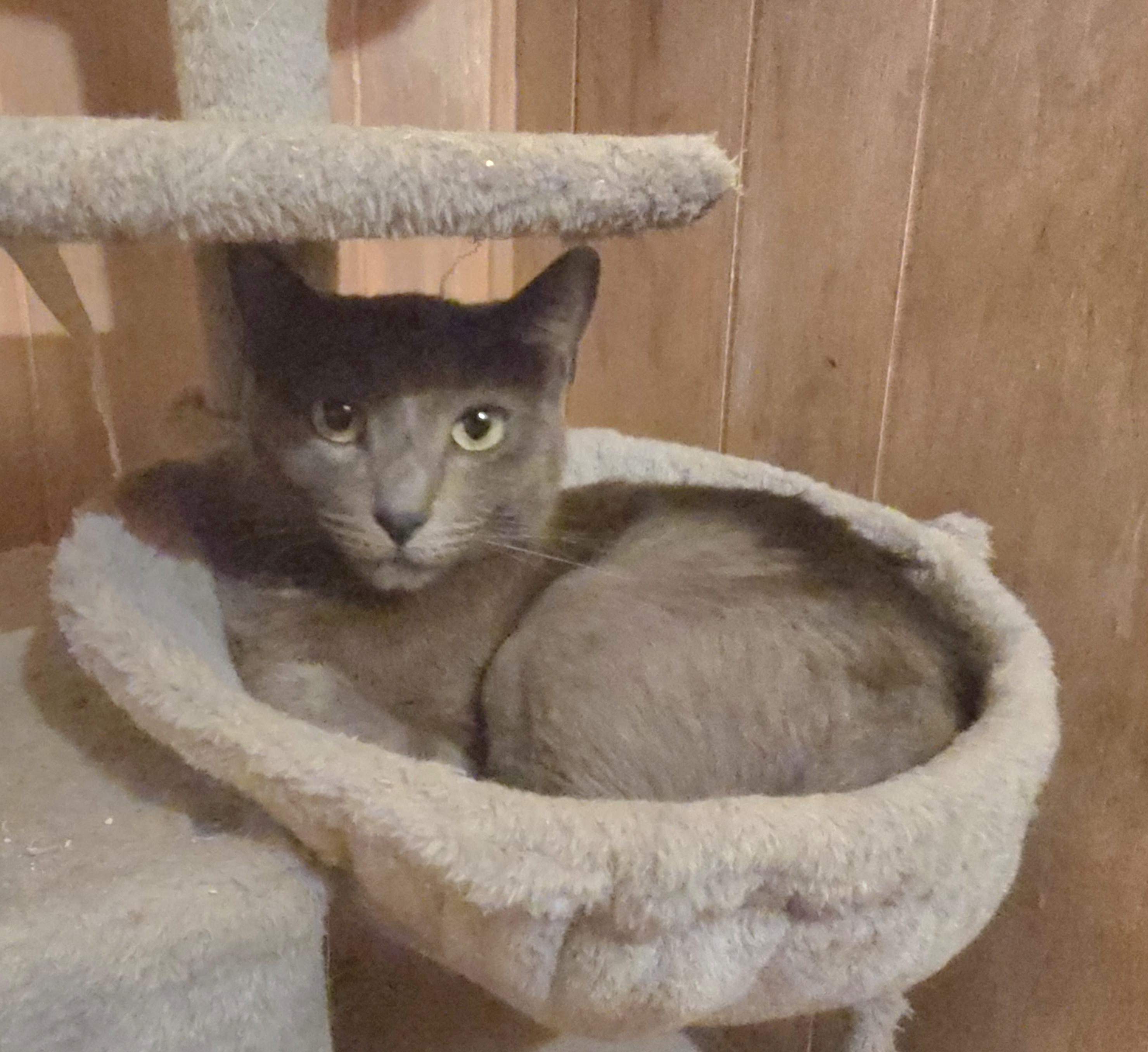 Enlarge Thalia, a ADOPTABLE mixed breed in Mission Viejo, CA image 2/2