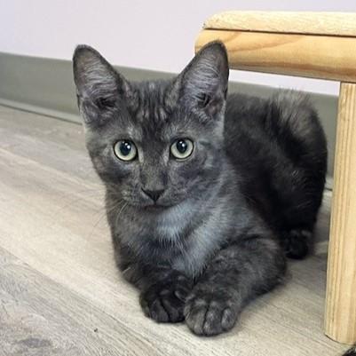 Clancy, adopted, Kitten Male Tabby & Domestic Short Hair.