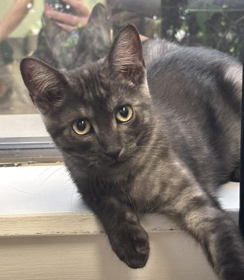 Clancy, an adopted mixed breed in Lombard, IL image 2/4