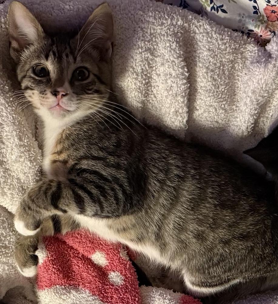 Aero, Adoptable, Kitten Male Domestic Short Hair.