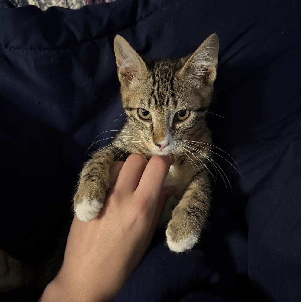 Aero, a Adoptable Domestic Short Hair in Hagerstown, MD image 2/5