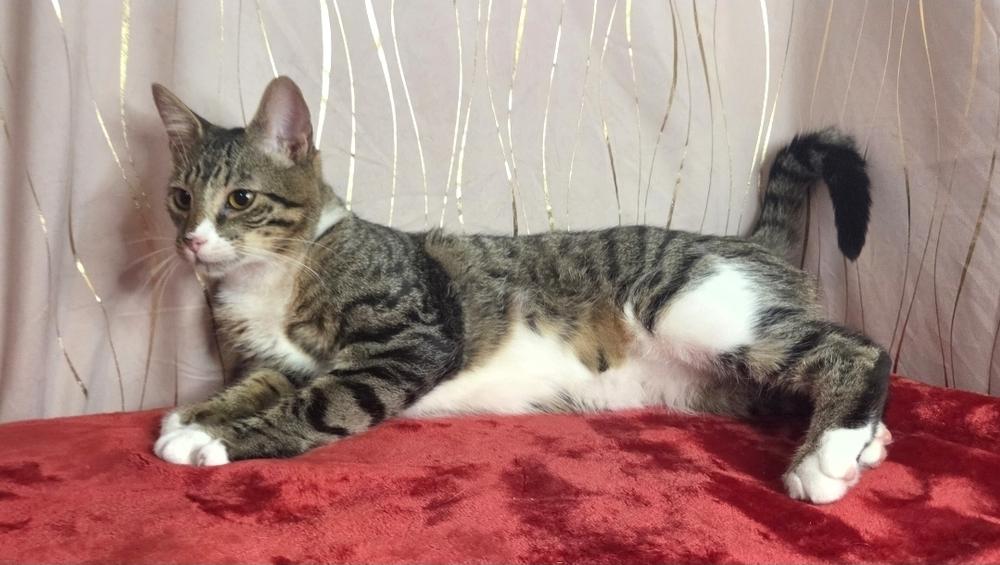 Aero, a Adoptable Domestic Short Hair in Hagerstown, MD image 3/5