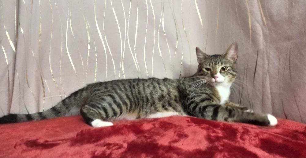 Aero, a Adoptable Domestic Short Hair in Hagerstown, MD image 4/5