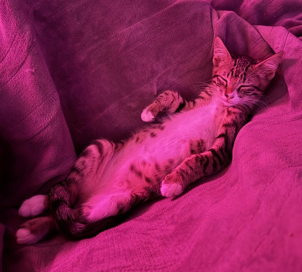 Aero, a Adoptable Domestic Short Hair in Hagerstown, MD image 5/5