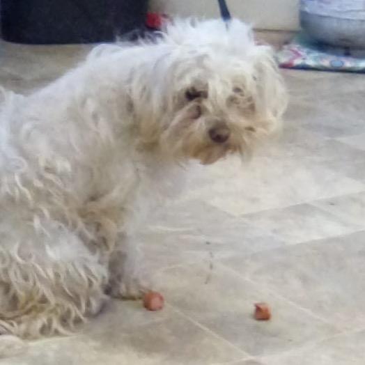 Missy Taxi, Adoptable, Adult Female Poodle & Maltese.
