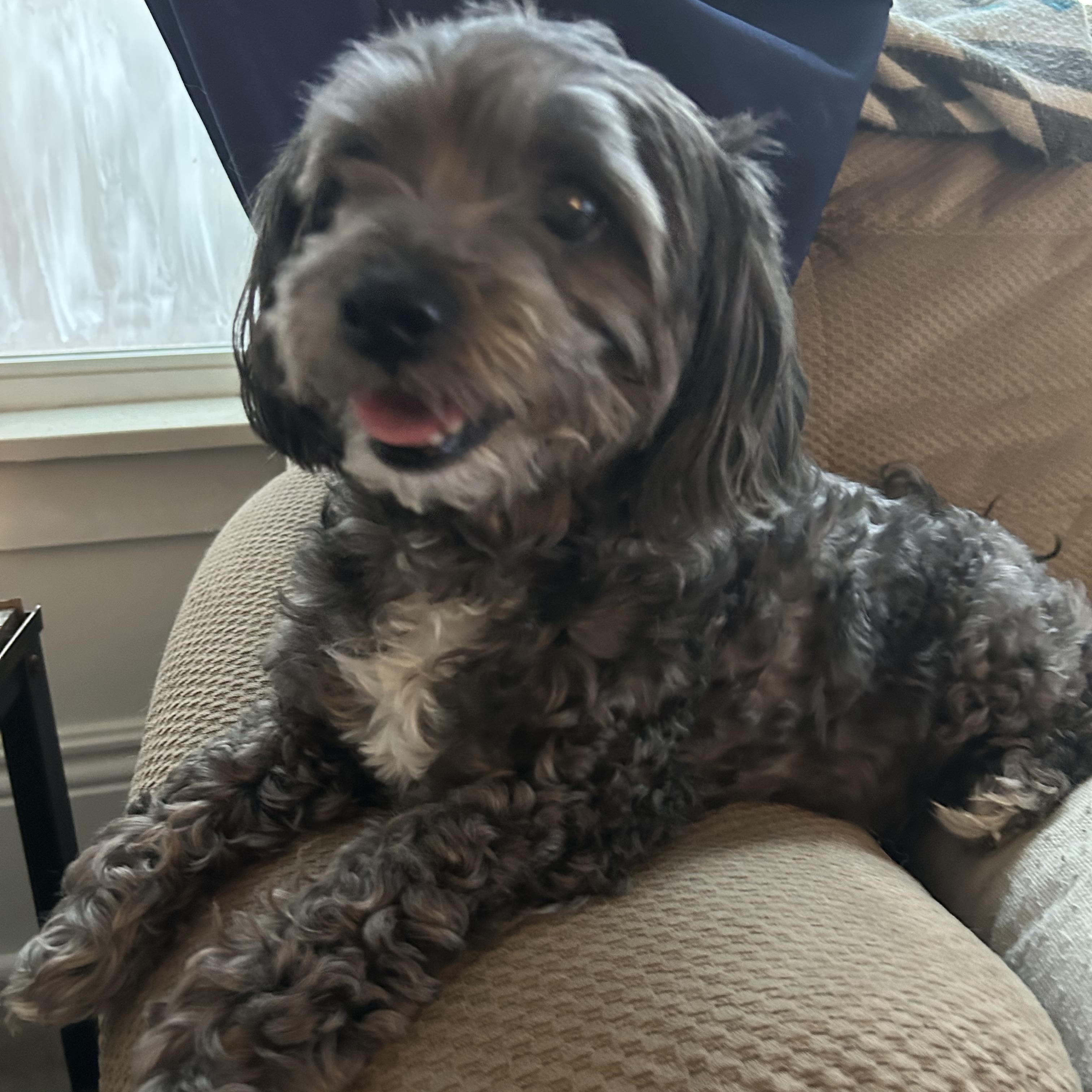 Paulie, a ADOPTABLE mixed breed in Richmond Hill, ON image 6/6