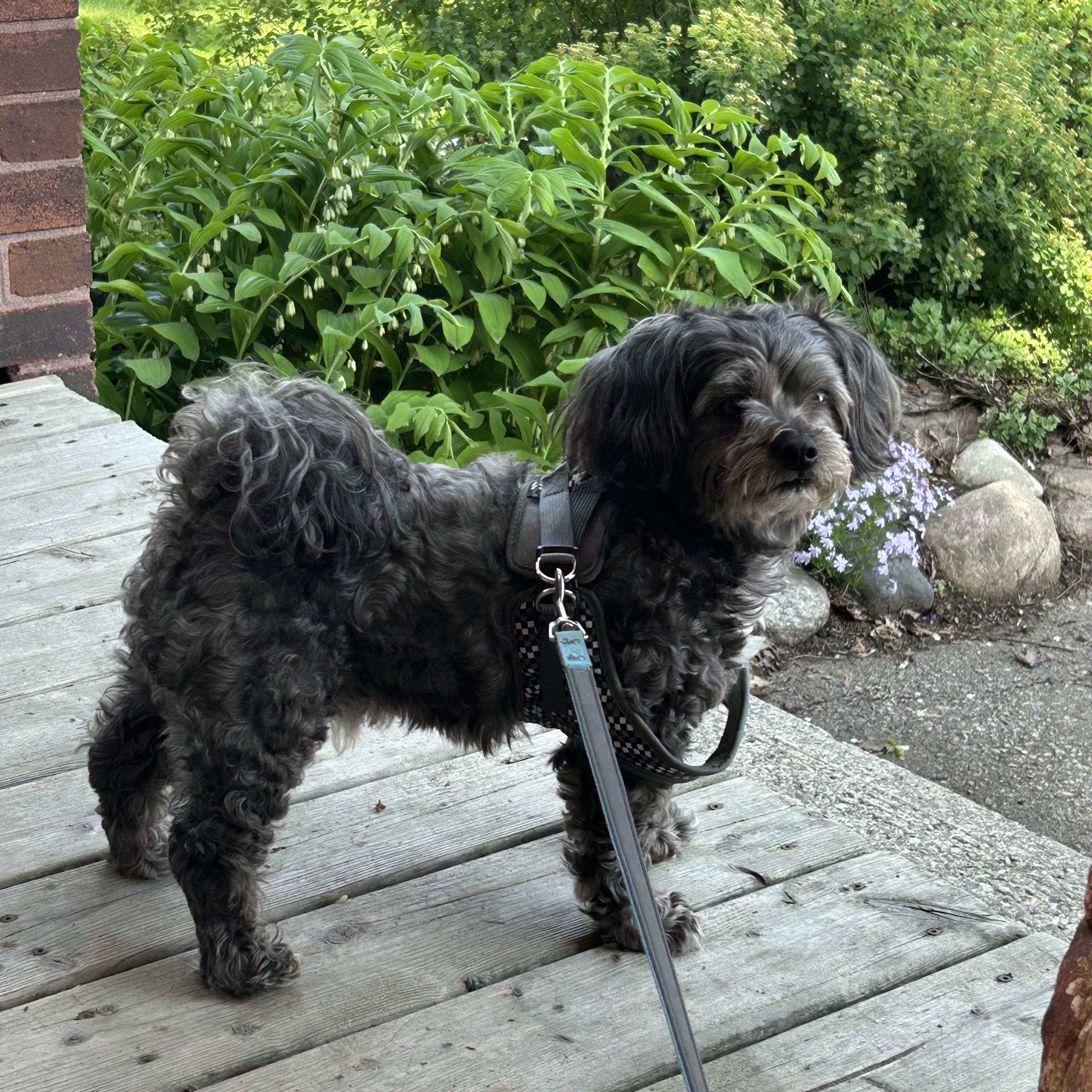 Paulie, a ADOPTABLE mixed breed in Richmond Hill, ON image 4/6