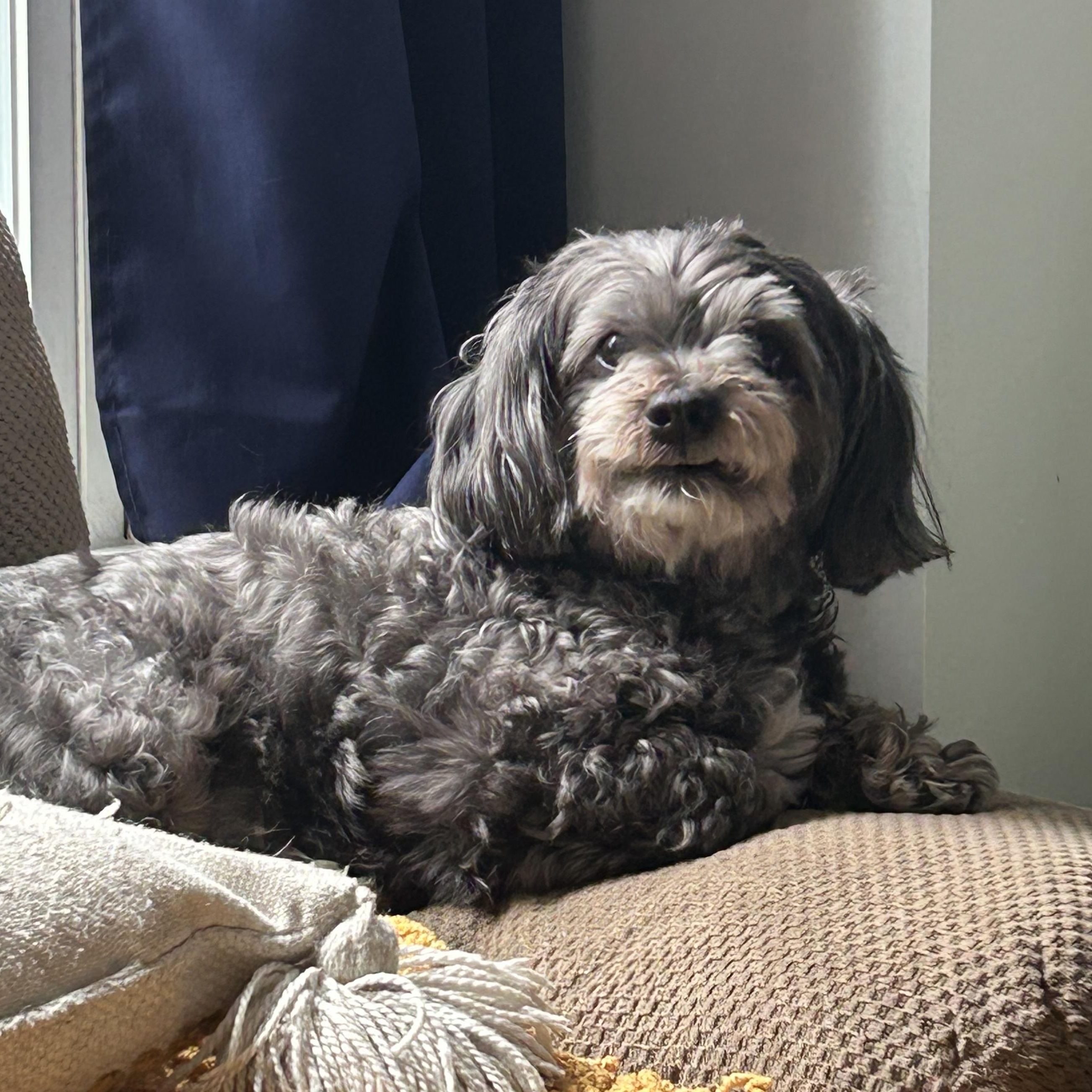 Paulie, a ADOPTABLE mixed breed in Richmond Hill, ON image 1/6