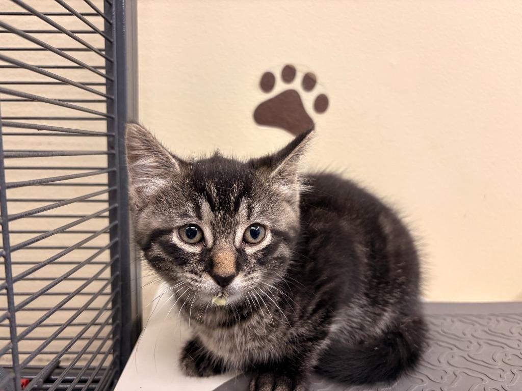 Enlarge Frank, a Adoptable mixed breed in Rensselaer, IN image 1/1