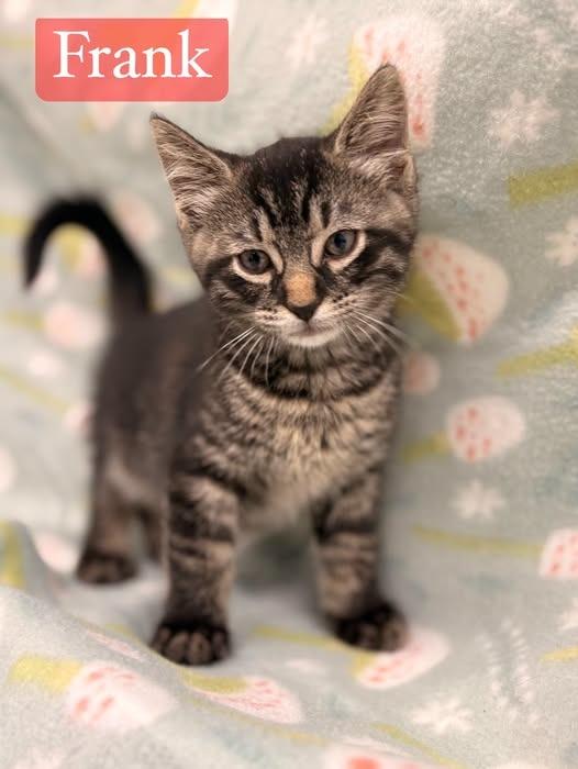 Frank, Adoptable, Kitten Male Domestic Short Hair.
