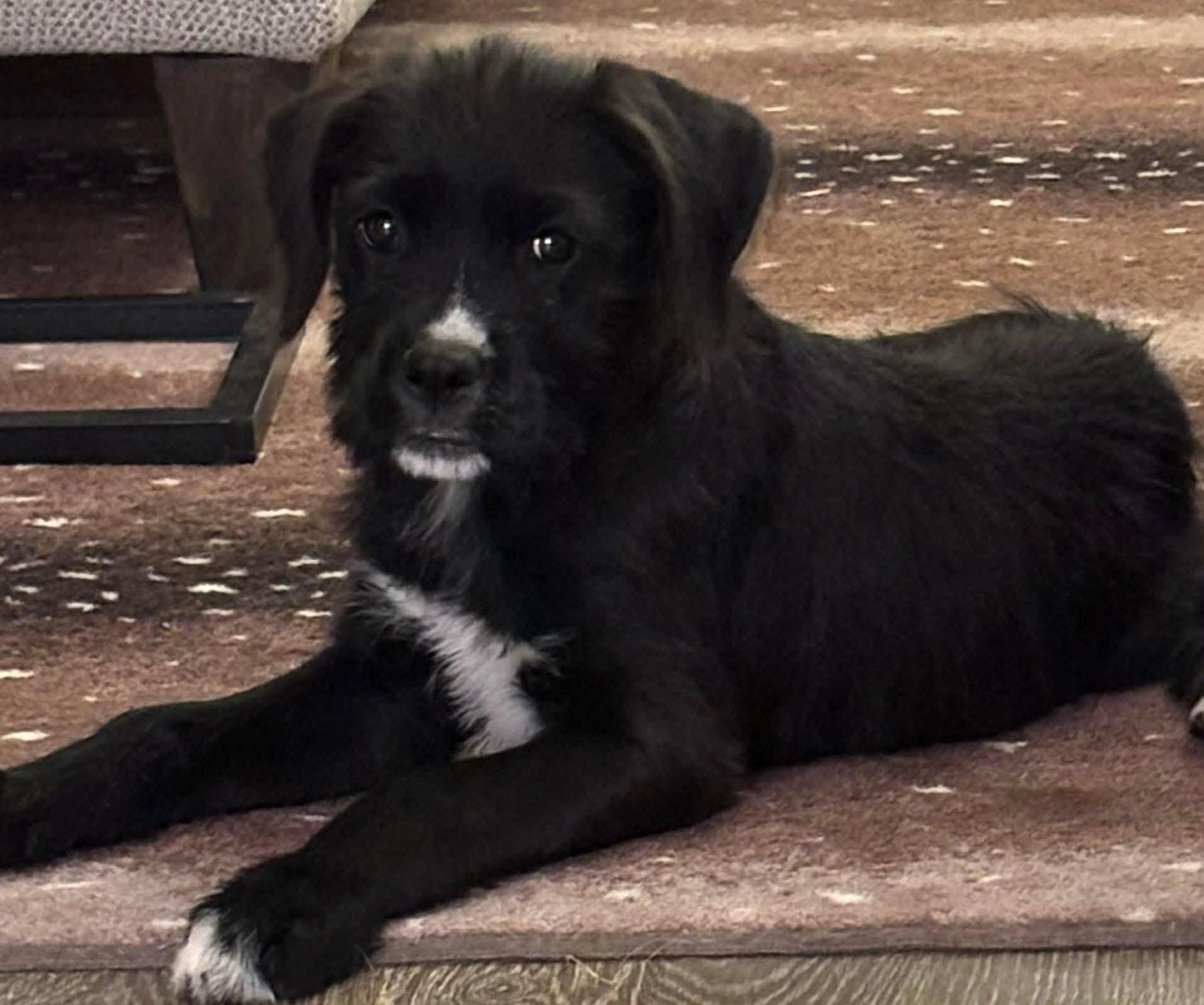 Mahali, Adoptable, Puppy Female Boxer.