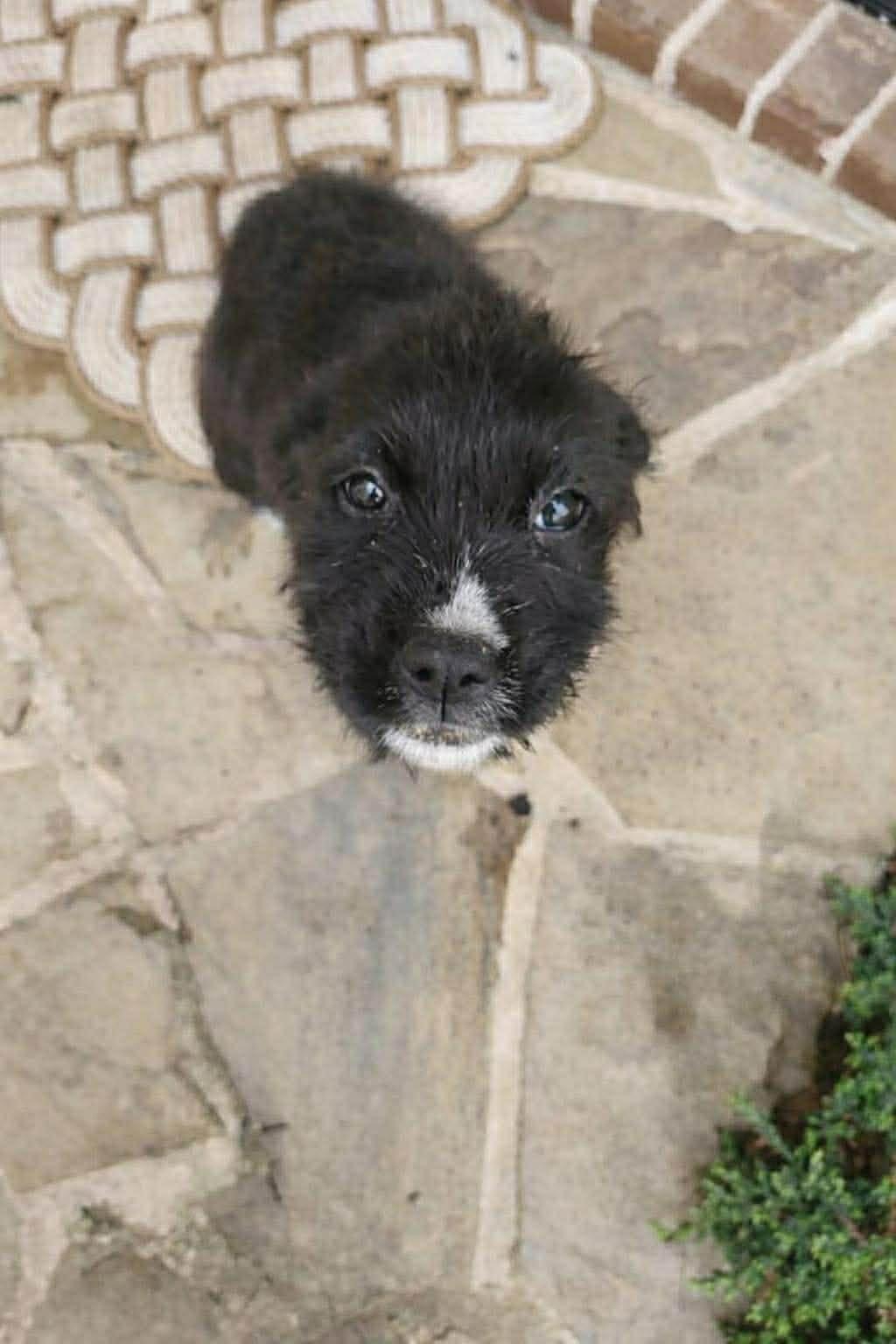 Enlarge Mahali, a Adoptable Boxer in New Baltimore, MI image 2/2