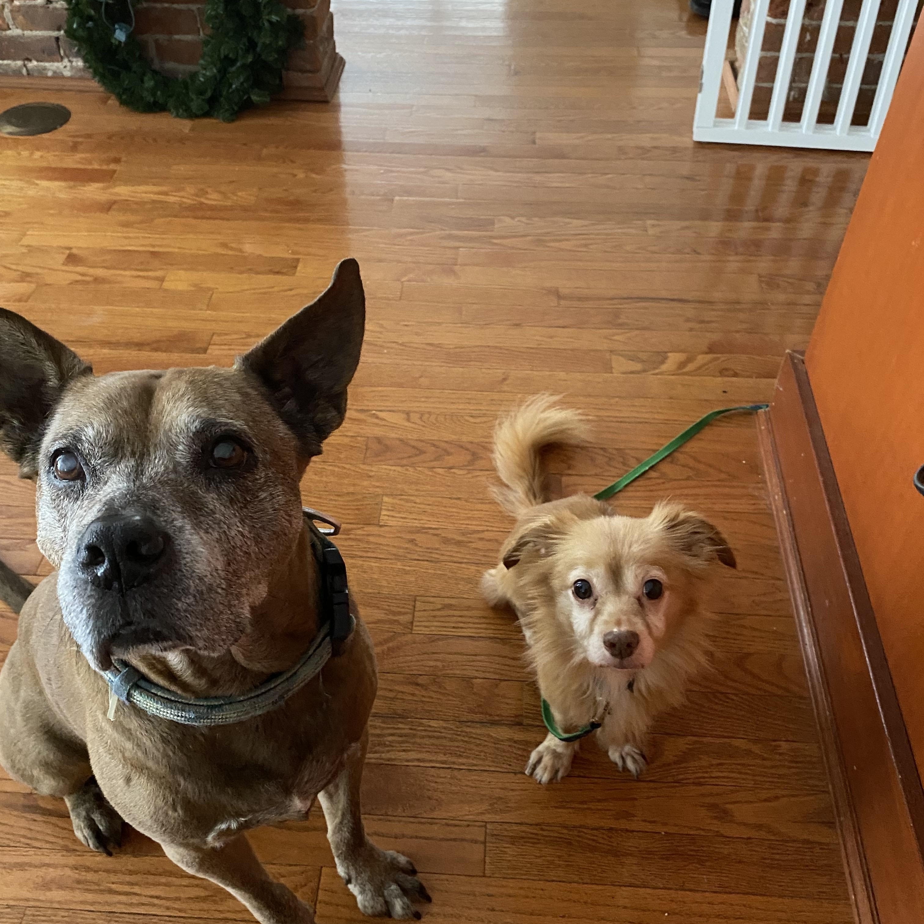 Taz, a Adoptable mixed breed in Buffalo, NY image 2/3