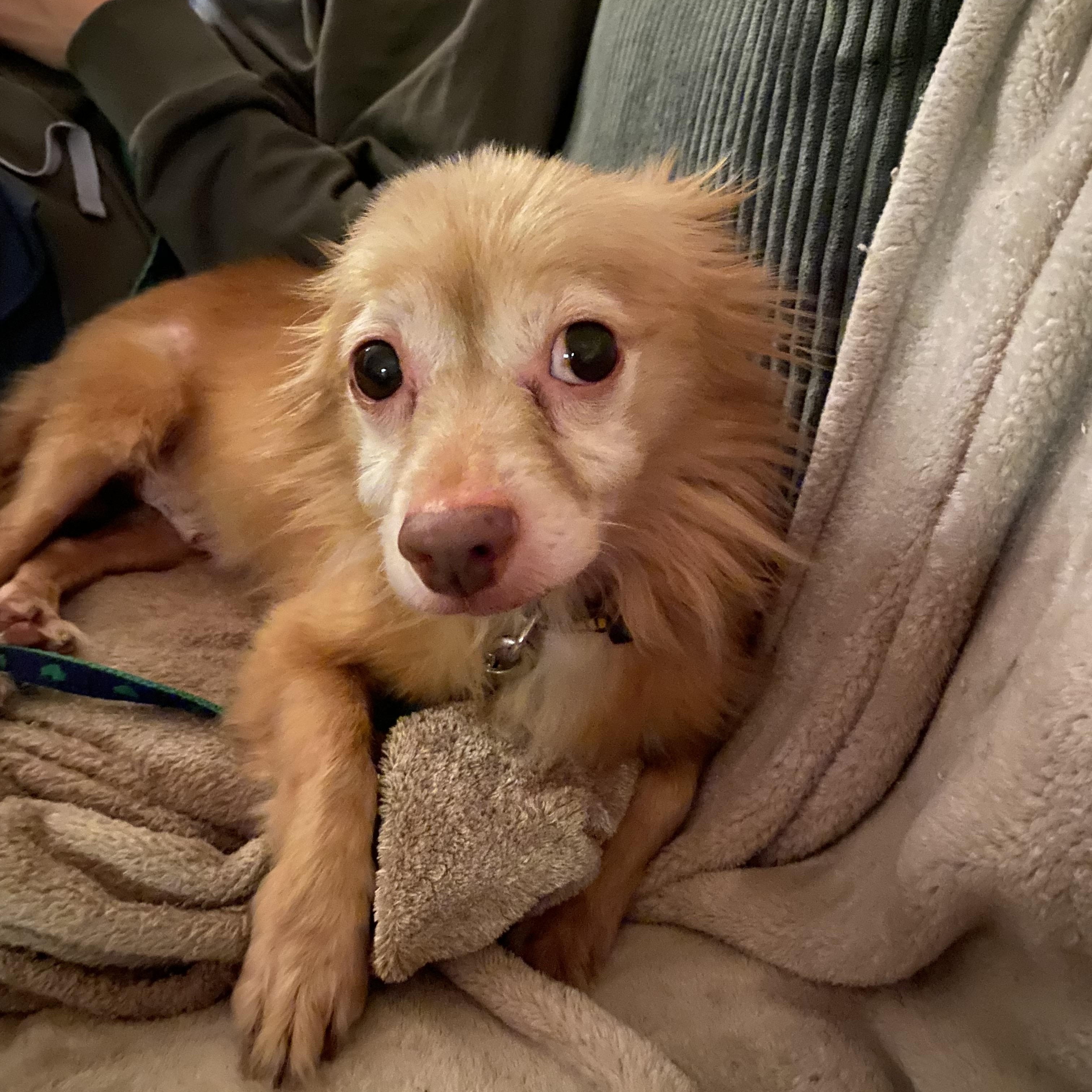 Taz, Adoptable, Senior Male Pomeranian.