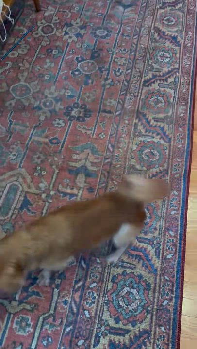 Enlarge Taz, a Adoptable mixed breed in Buffalo, NY video 3/3