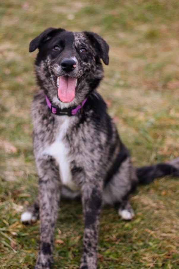 Enlarge Waverly, a Adoptable mixed breed in Battle Creek, MI image 1/6