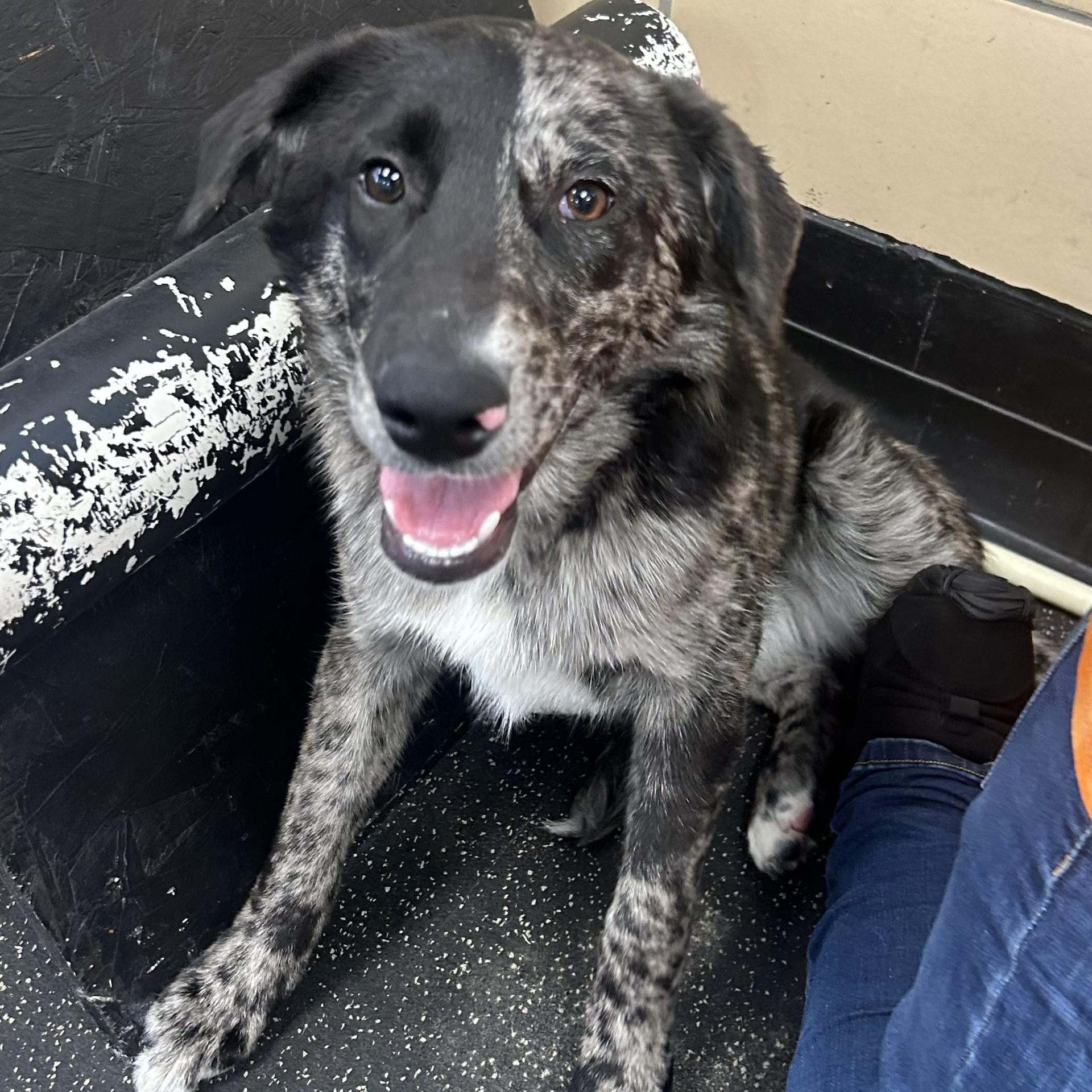 Enlarge Waverly, a Adoptable mixed breed in Battle Creek, MI image 4/6