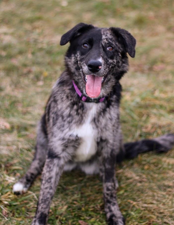 Enlarge Waverly, a Adoptable mixed breed in Battle Creek, MI image 2/6