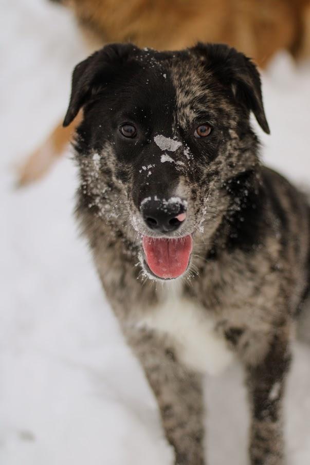 Enlarge Waverly, a Adoptable mixed breed in Battle Creek, MI image 5/6
