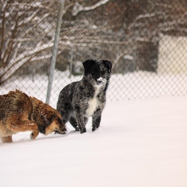 Enlarge Waverly, a Adoptable mixed breed in Battle Creek, MI image 6/6