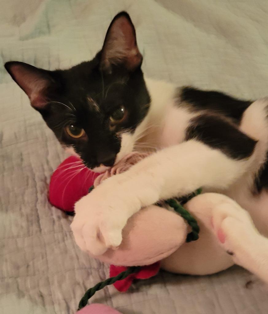 Raksha — thumbnail 2