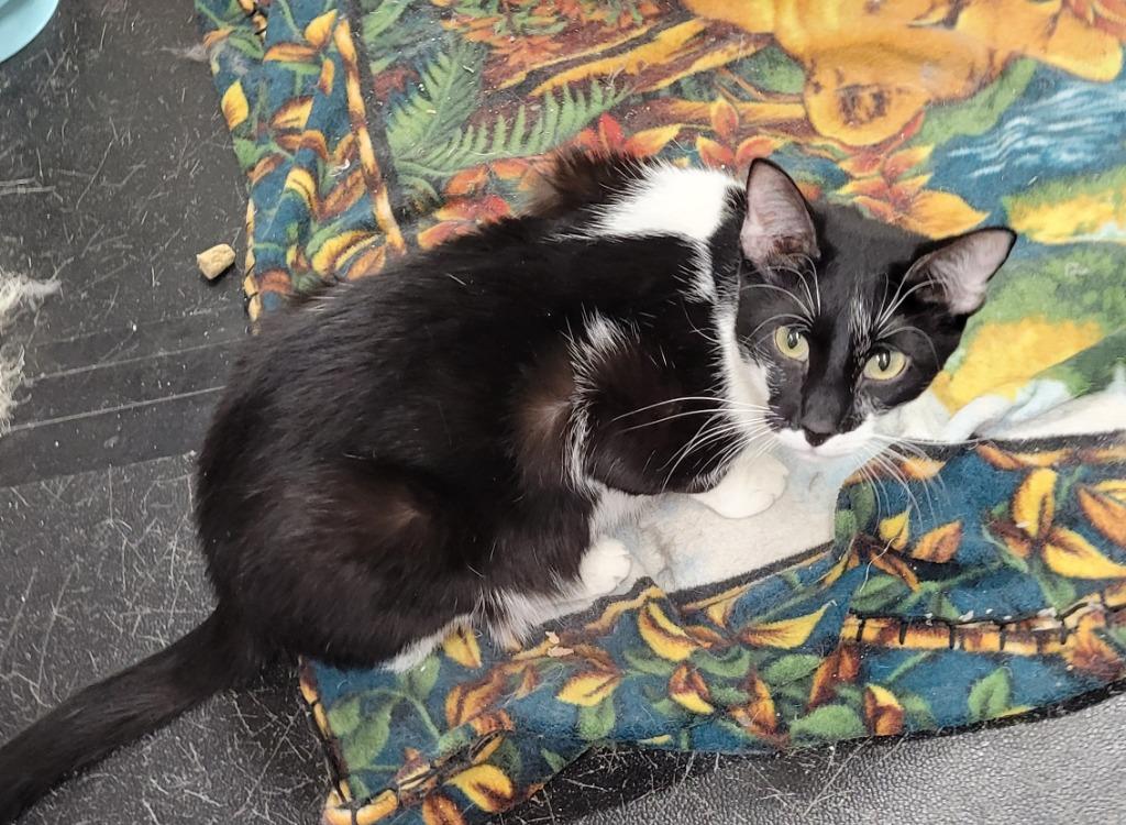 Raksha — thumbnail 4