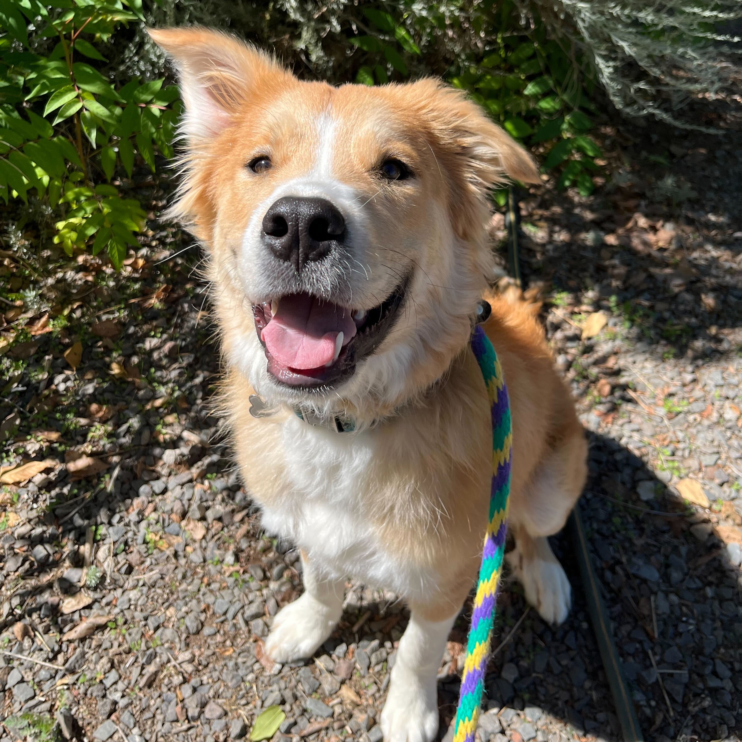 Waylon, adoptable, Young Male Saint Bernard.