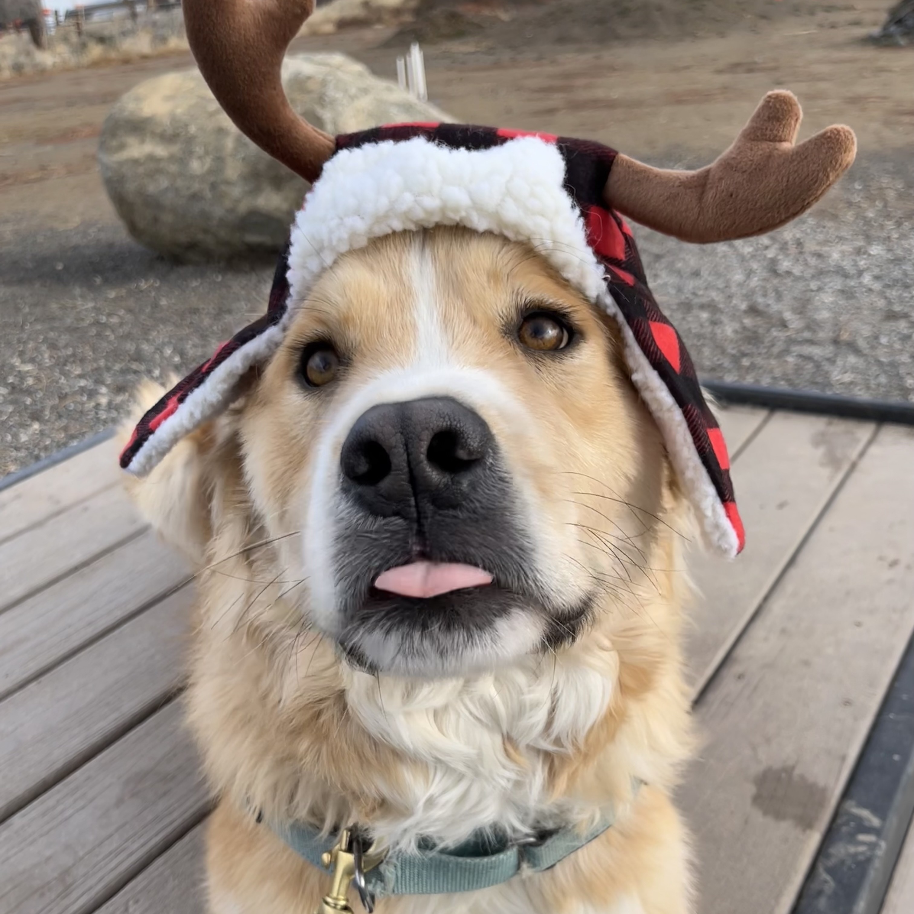 Enlarge Waylon, an adoptable mixed breed in Washoe Valley, NV image 2/2