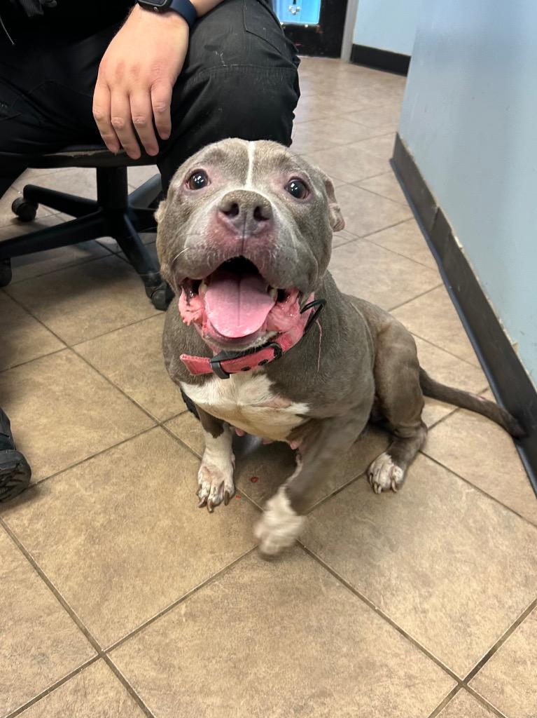 Enlarge Diamond, a Adoptable Pit Bull Terrier in Marion, OH image 1/1