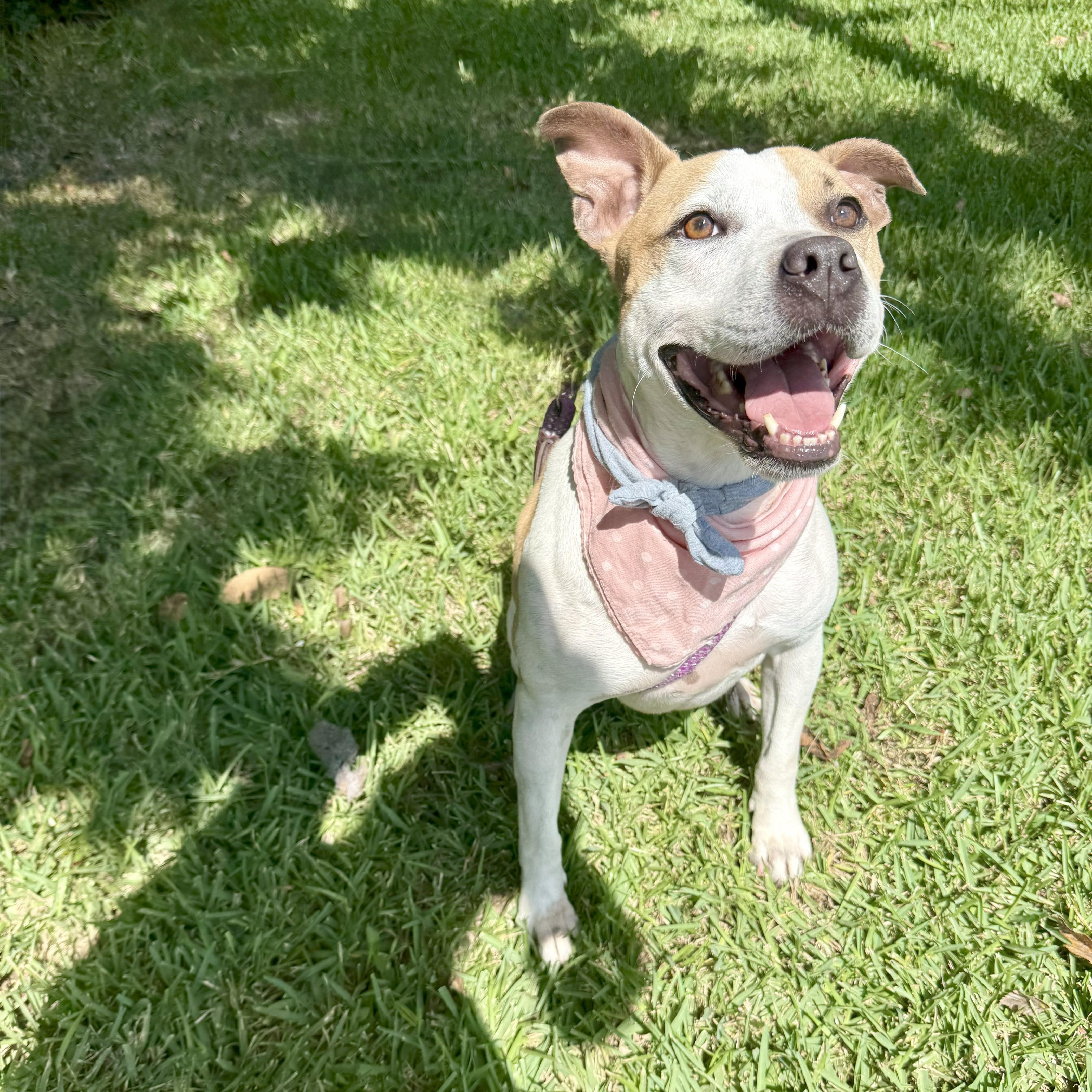 Volleyball — thumbnail 5