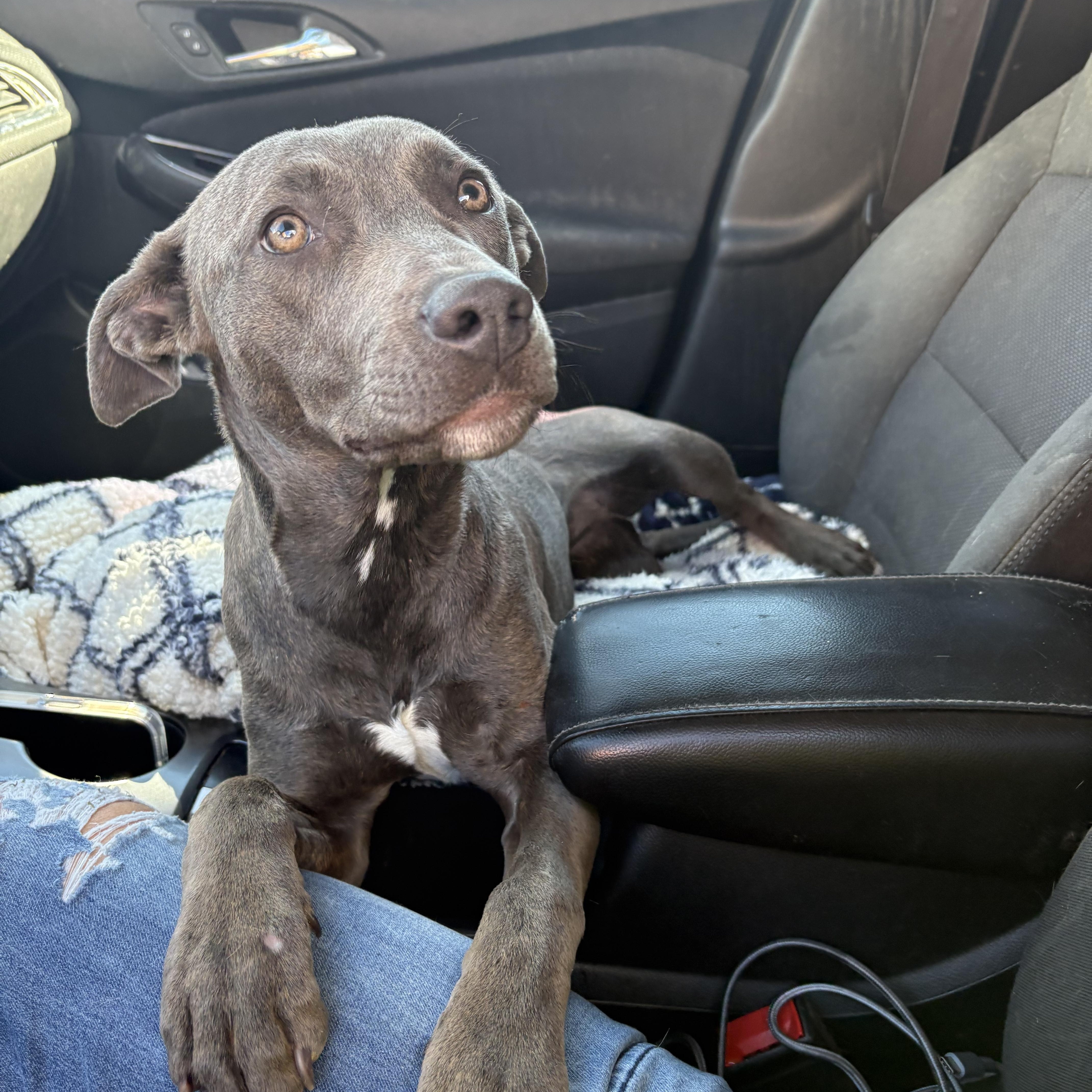 WILLOW, adopted, Young Female Weimaraner.