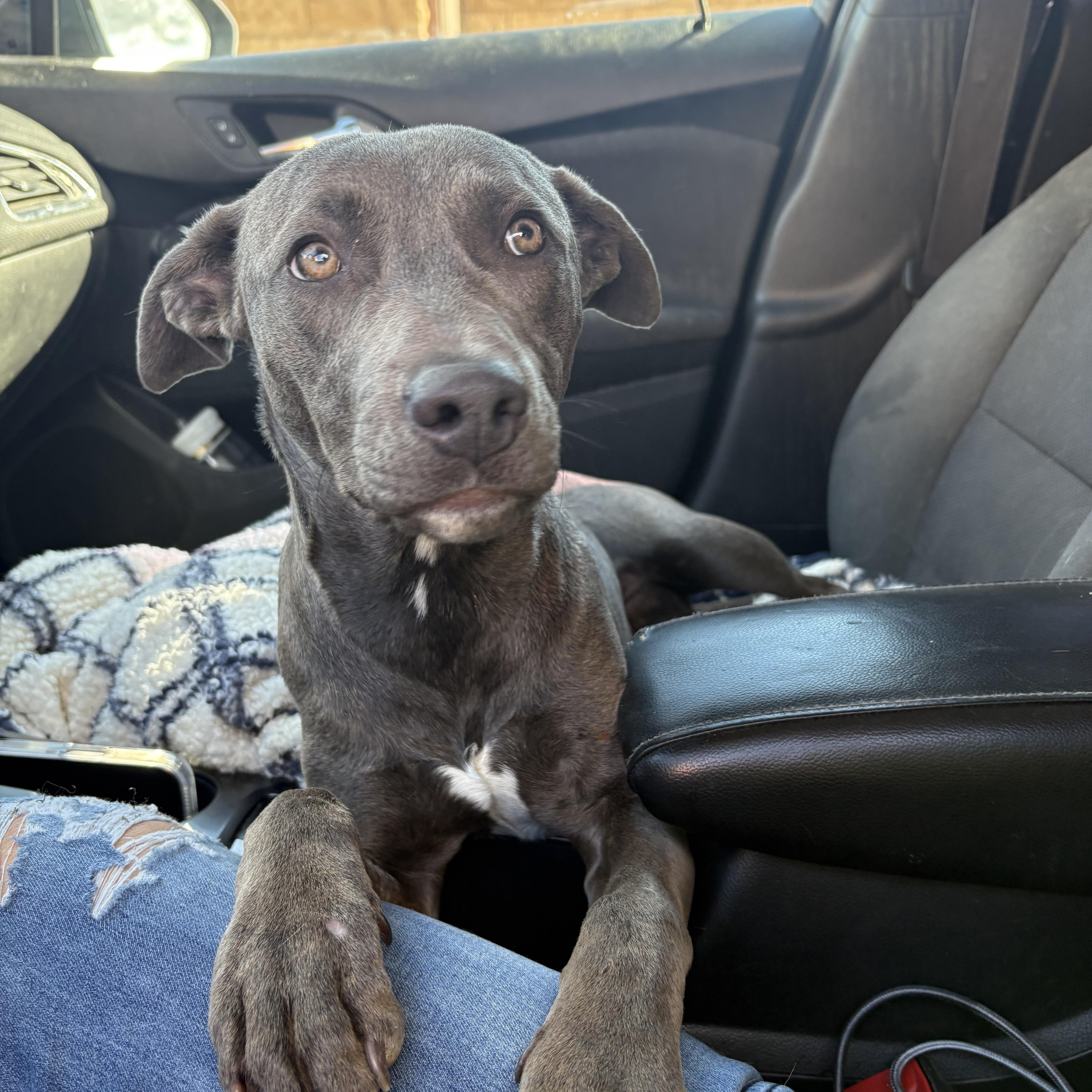 WILLOW, an adopted Weimaraner in Portland , OR image 5/5
