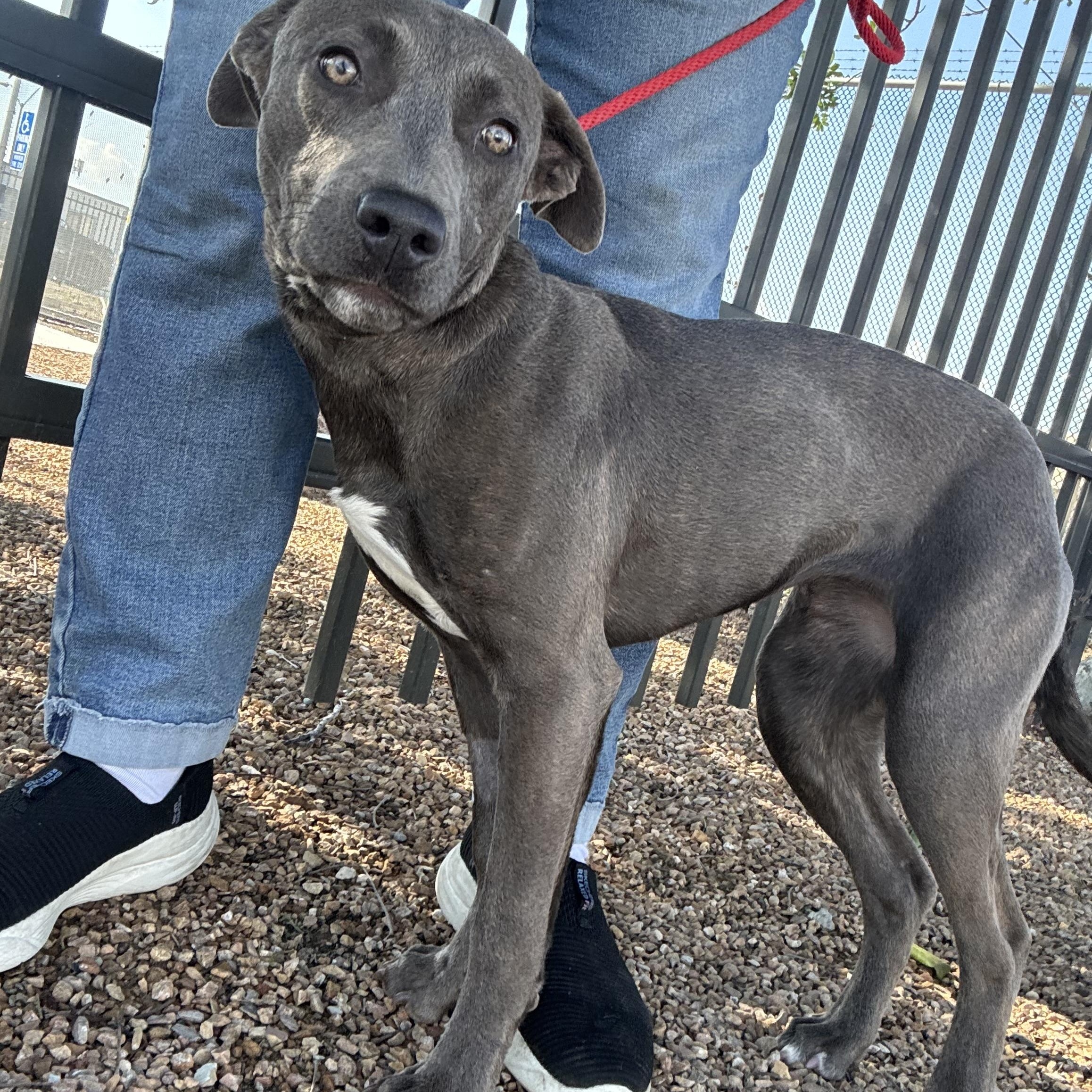 WILLOW, an adopted Weimaraner in Portland , OR image 2/5