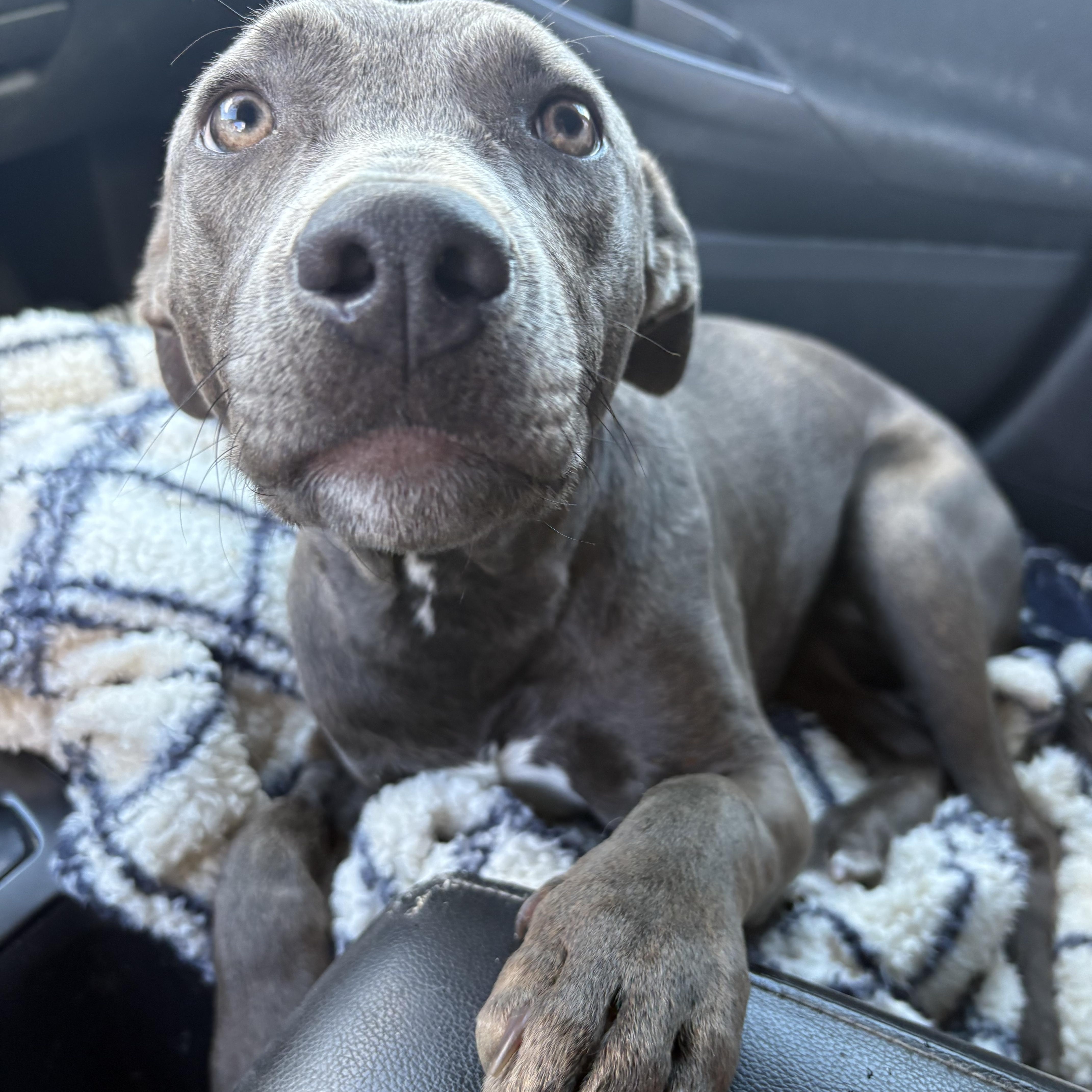 WILLOW, an adopted Weimaraner in Portland , OR image 3/5
