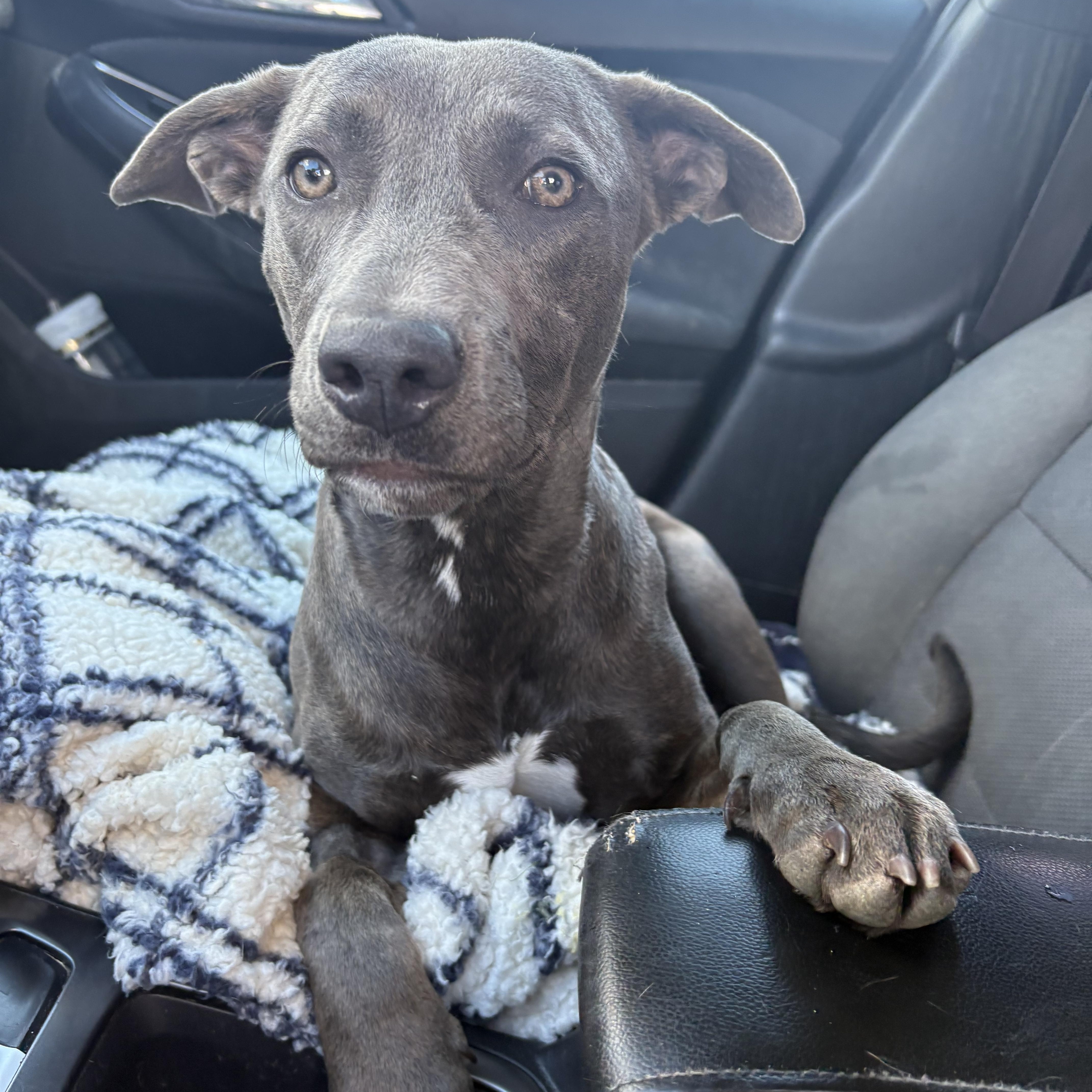 WILLOW, an adopted Weimaraner in Portland , OR image 4/5