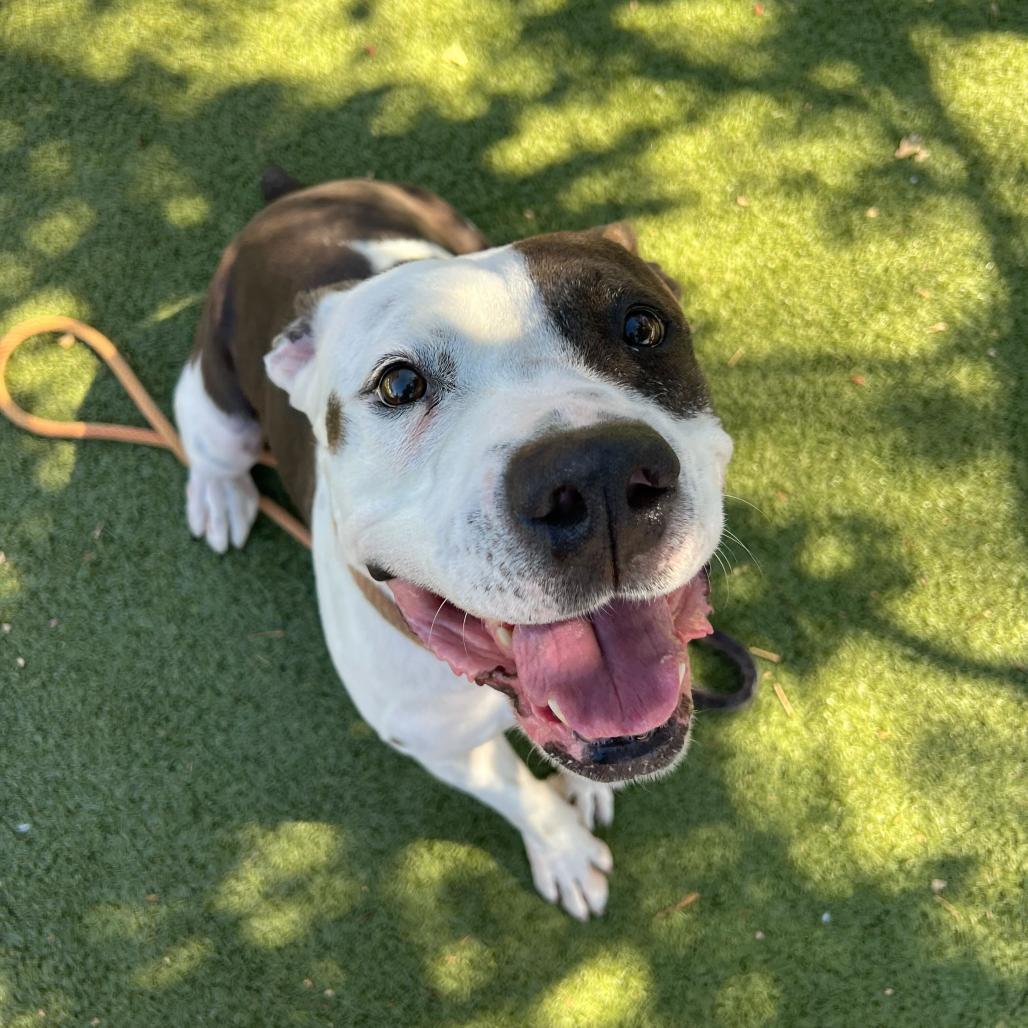 Kwanza, a Adoptable American Staffordshire Terrier in Apache Junction, AZ image 1/6