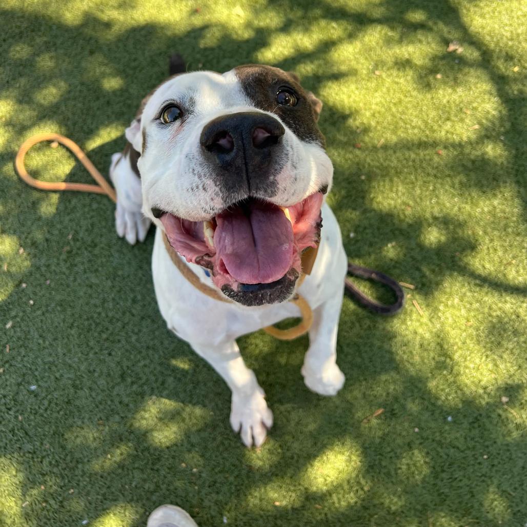 Kwanza, a Adoptable American Staffordshire Terrier in Apache Junction, AZ image 2/6