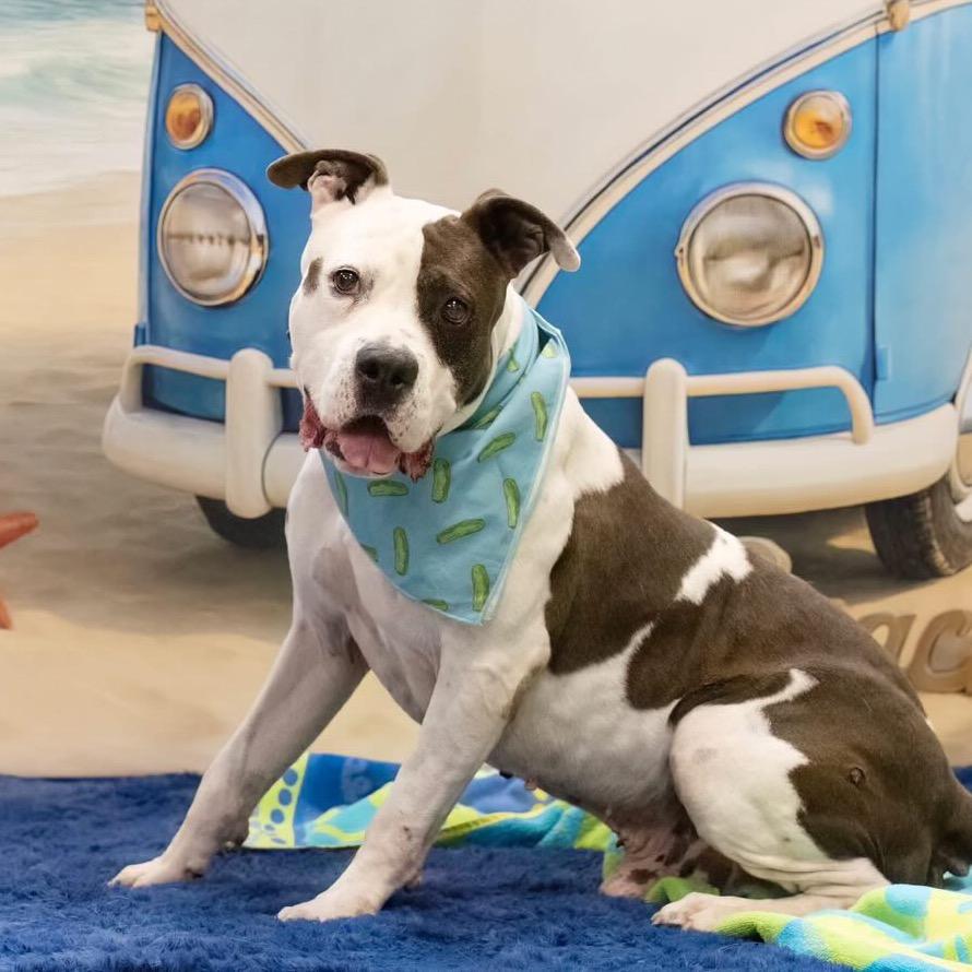Kwanza, a Adoptable American Staffordshire Terrier in Apache Junction, AZ image 3/6