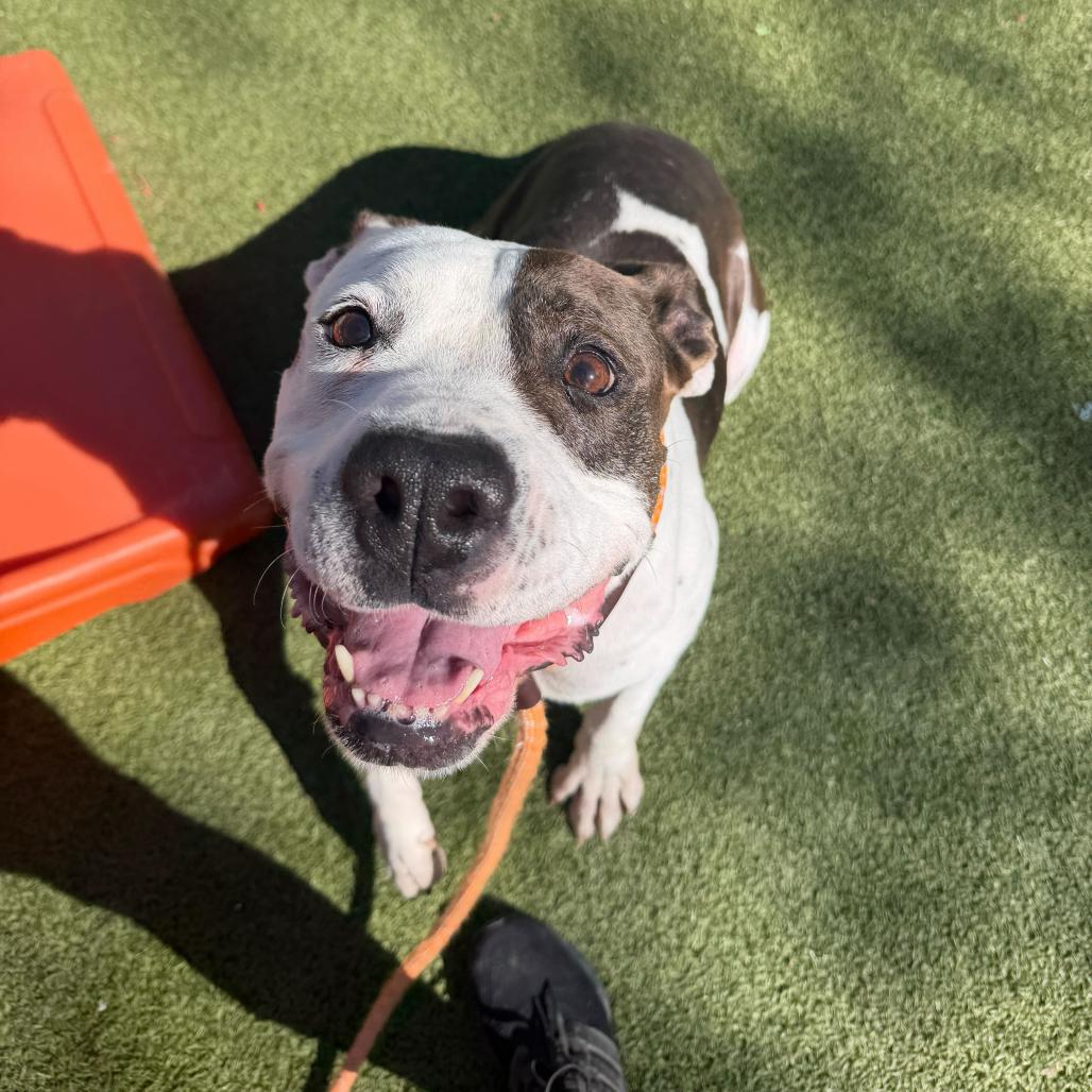 Kwanza, a Adoptable American Staffordshire Terrier in Apache Junction, AZ image 4/6